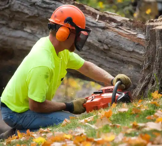 tree services Frazee